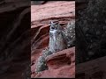 Hide and seek in the desert with some Great Horned Owls!