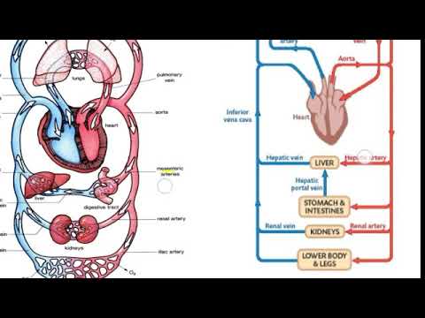 Transportation-The circulatory system for Grade X - YouTube