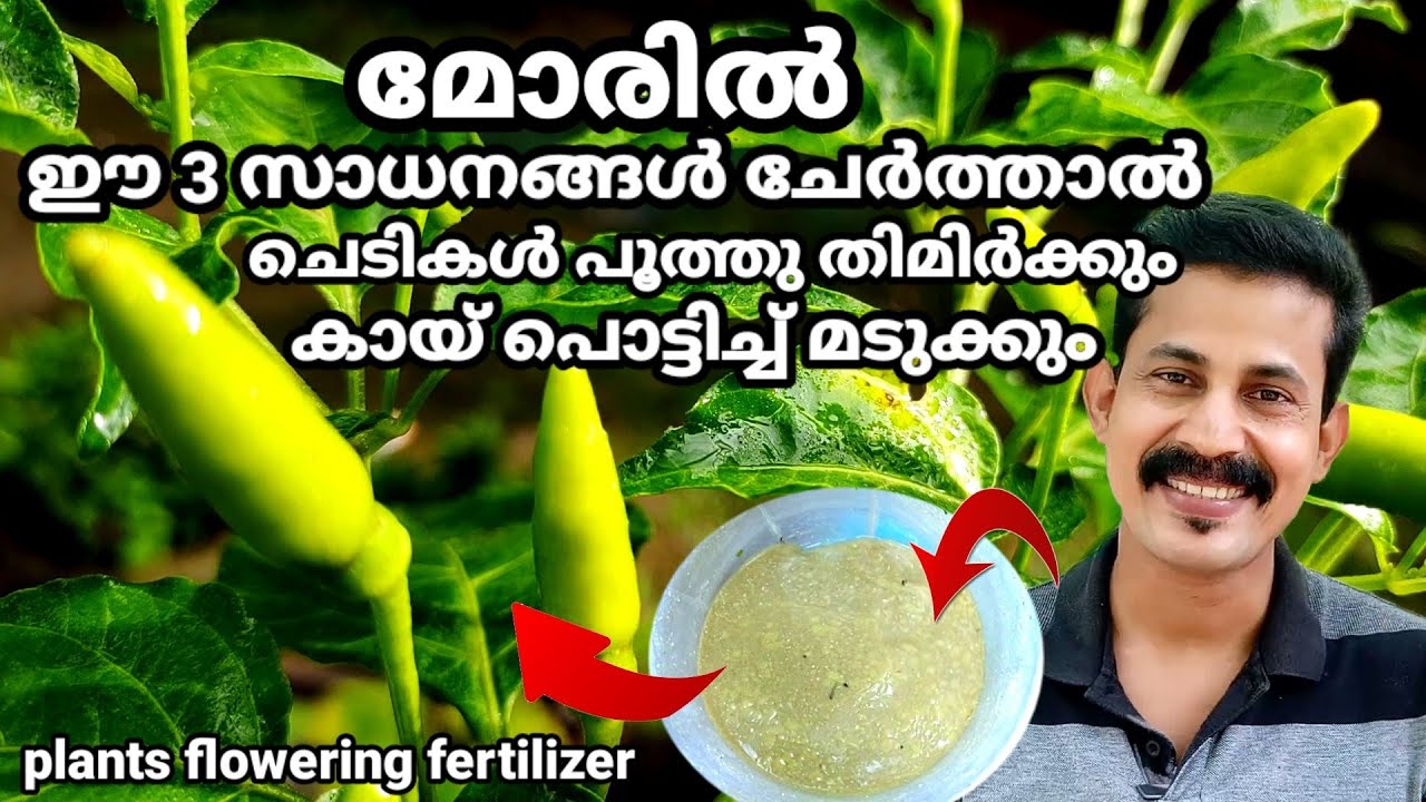 Lassy fertilizer Malayalam /മോരിൽ ഈ 3 സാധനങ്ങൾ കൂടെ ചേർത്താൽ ചെടികൾ പൂത്തു തിമിർക്കും Btech MlXMEDIA