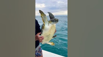 Safely removing a hook from turtle #shorts #turtle