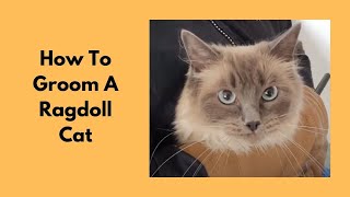 How To Groom A Ragdoll Cat