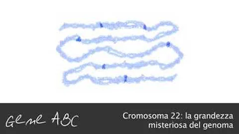 Qual è il cromosoma 22?