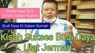 Kisah Sukses Budi Daya Ulat Jerman Skala Rumahan Omzet Jutaan Rupiah