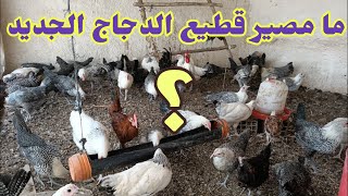 هدا هوا مصير 70 دجاجة ???? التي قمت بشرائها ?