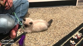 Ragdolls Jimbo & Hazel Begin Clicker Training by Clever Cats Livonia 417 views 6 years ago 4 minutes, 27 seconds