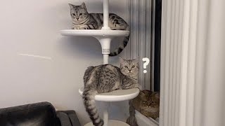 Introducing a New Cat Vlog | Not One or Two But Three| The Bold Youngest ...