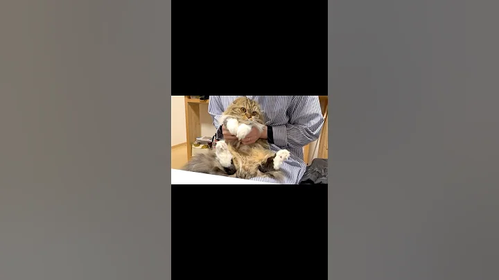 Watch the video about [Short] 😻Scottish Fold kitten who doesn't want to be mommy's puppet. Elle video No.S345