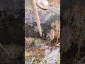 Drain cleaning firming tool #shortvideo #farming#youtubeshorts