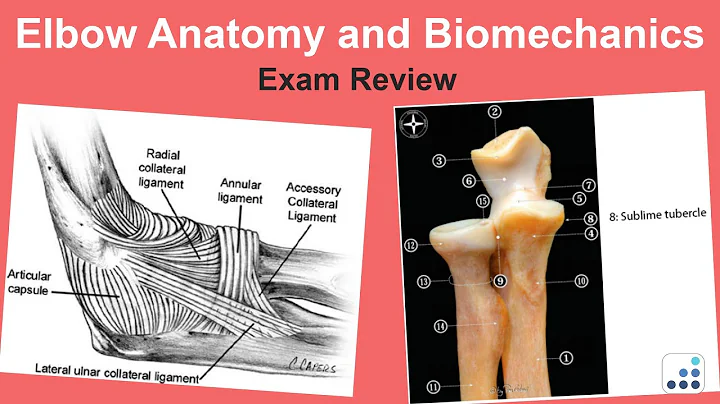 Elbow Anatomy and Biomechanics Exam Review - Felix...