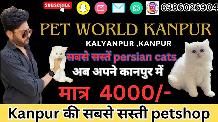 Video 8466881: persian cats indian, pets