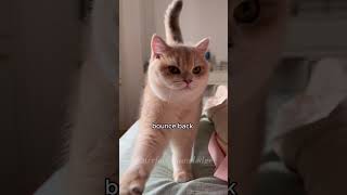 Cat Neutering Health Benefits And Recovery