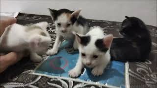Happy Cats Family by Cats Family 148 views 1 year ago 5 minutes, 11 seconds