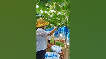 grapes pruning and packing Store #grape #grapenation #pruninggrapevines #grapecity #farming