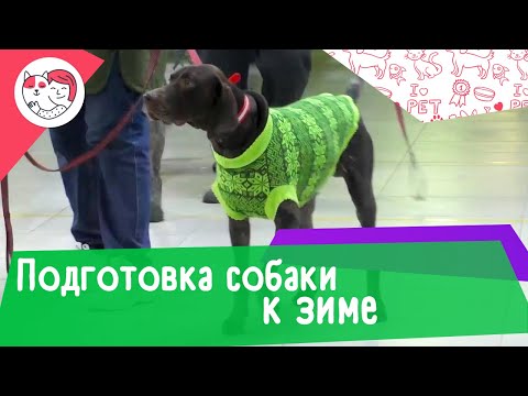 Видео: Советы, чтобы помочь вашей собаке подготовиться к зиме