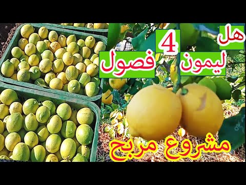 فيديو: كم سعر شجرة الليمون؟