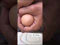 شاهد خروج فرخ الدجاج من البيضه سبحان الله