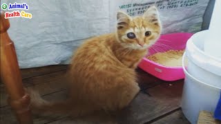 I Just Dream To See The Light Again! Poor cat Tearfully Begs for A Last Favor by ANIMAL'S HEALTH CARE 6,153 views 3 days ago 15 minutes
