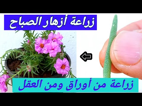 فيديو: Oxalis (62 صورة): وصف ل Oxalis ، درني وأنواع أخرى. هل يمكن زرع زهرة في الشتاء؟ كيف يبدو النبات؟ علاقته بالرياح والضوء