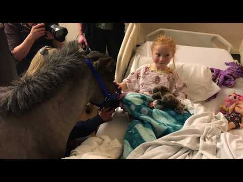 Video: Ang Miniature Horse Ay Tumutulong Sa Pag-angat Ng Mga Espiritu Sa Akron Children's Hospital