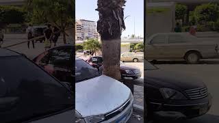 #كشري_الزعيم  - #ميدان_الحدايق  - رحلة من حدائق القبة الي جسر السويس