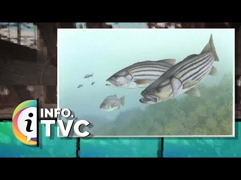 I.TVC HEBDO - Situation de la population aquatique de la rivière Matapédia - 2024-05-10