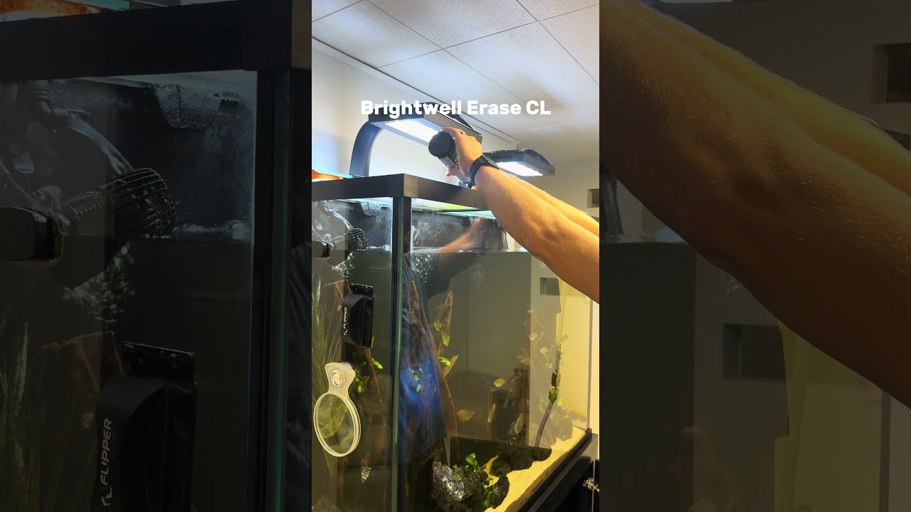 Cleaning the Tall Fish Tank!