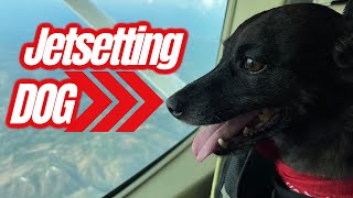 Traveling With Pets Internationally  ll  Bring Your Dog to Costa Rica