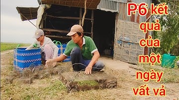 Thật Bất Ngờ Khi Bẫy Chuột Theo Đường Mòn Trên Bờ Đê lớn #sănbắtchâuđốc