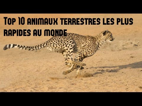 Mirmox Top 10 Des Animaux Terrestres Les Plus Rapides Au