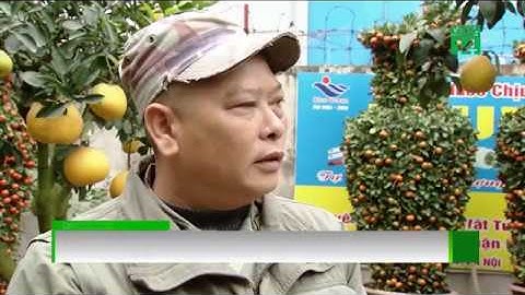 VTC14 | Độc đáo quất kiểng lộc bình khổng lồ đón Tết