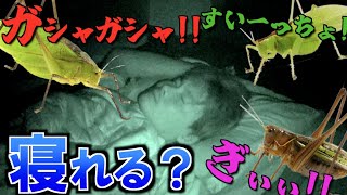 I can't sleep because Japanese grasshoppers are so loud