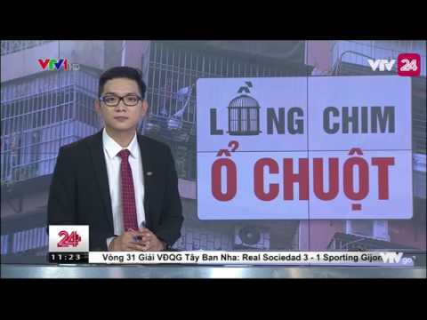 Tiêu Điểm: Chuồng Chim - Ổ Chuột - Tin Tức VTV24