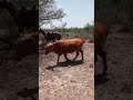 #vaqueros#caballos#rancheros#veterinarios