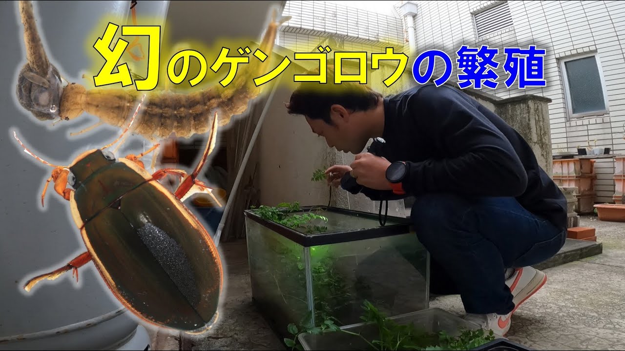 シャープゲンゴロウモドキの繁殖