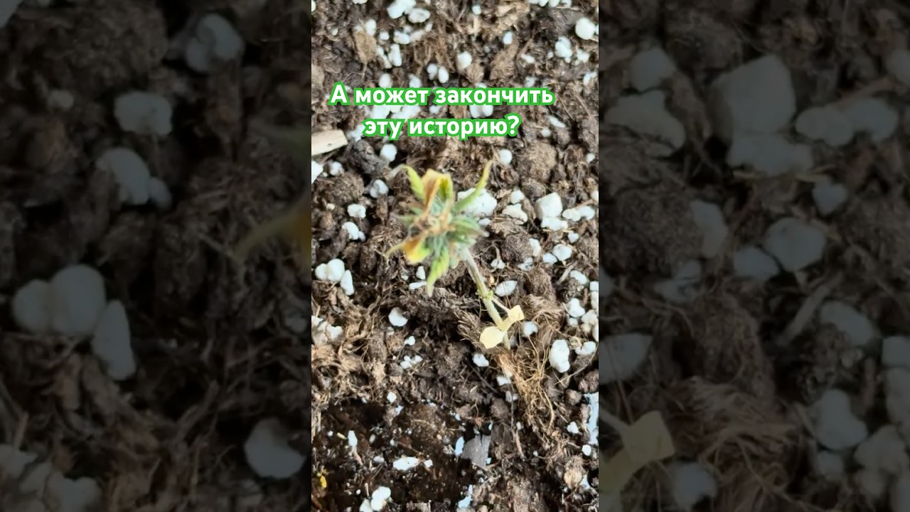 Растение всё ещё мучается… может уже пора закончить эту историю?