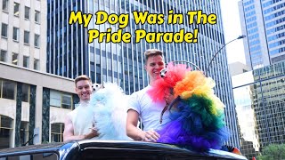 Tika The Iggy: Dog Stars in Montreal Pride Parade! by tika the iggy 3,840 views 9 months ago 5 minutes, 41 seconds