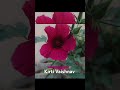 beautiful flowers #flowers #youtubeshorts #trendingshorts #nature #gardening #rose #youtube #shorts