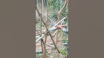 No tools needed! Teach you to quickly split bamboo into strips