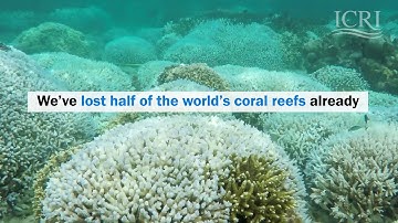 The value of healthy coral reef ecosystems