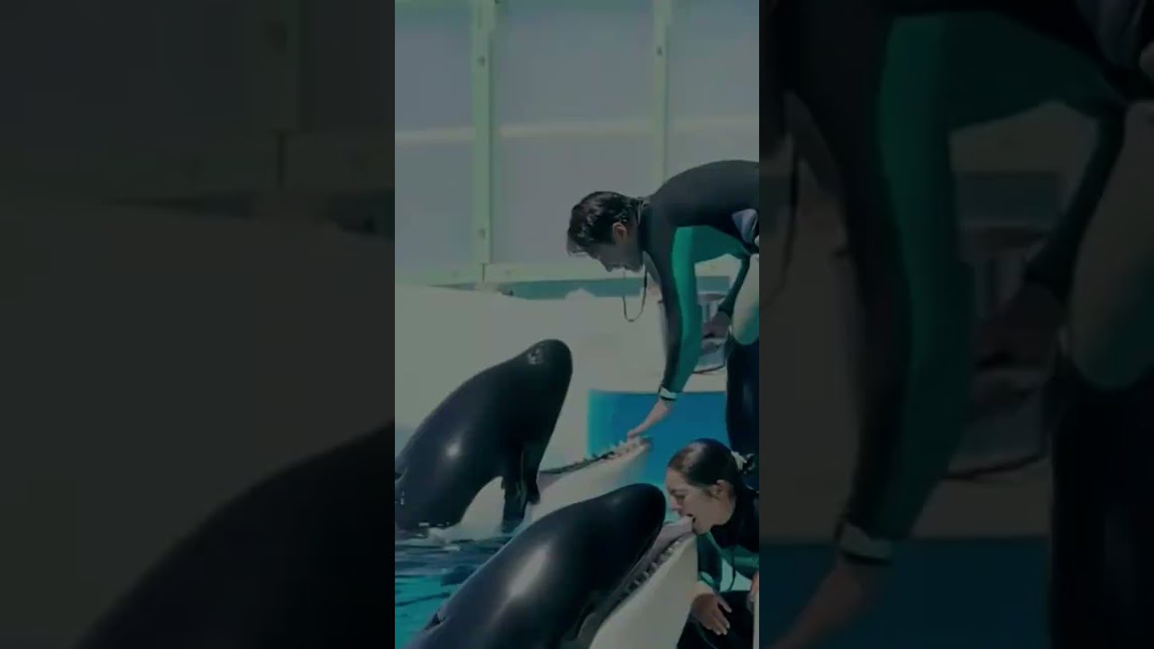 The World S Smallest Rarest Dolphin Will Melt Your Heart 