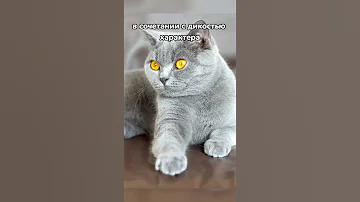 Как узнать характер кошки по ее цвету 😻