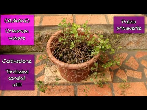Video: Coltivare l'origano: impara come coltivare l'origano