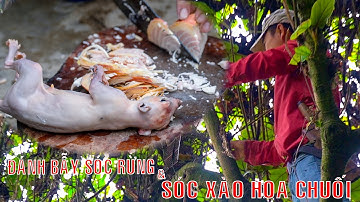 Đi Bẫy Sóc Rừng Về Làm Món Sóc Xào Hoa Chuối | Đặc Sản Tây Bắc | Wild animal traps