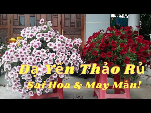 Video: Mùa đông Dạ Yên Thảo