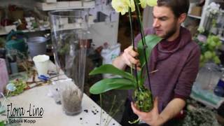 DIY- Blickfang für das Wohnzimmer - Orchidee in Glasvase pflanzen