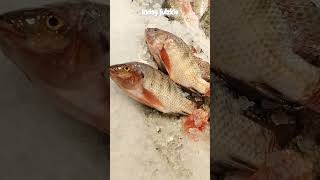 Fresh Tilapia fish youtubeshorts satisfying tilapia viralvideo shorts shortsvideo youtube