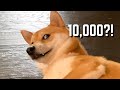 Special Thank You! Super Shiba Dance Party!