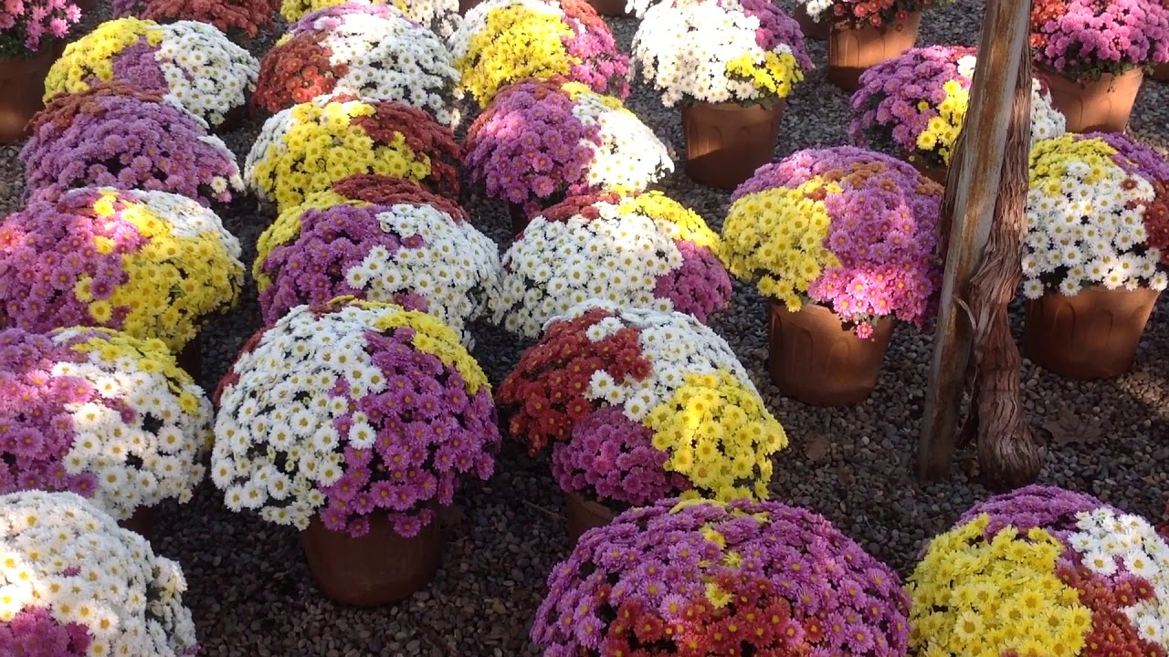 مشتل محمد الجزء الثاني