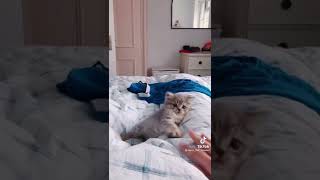 Cutest kitten 💖💕💕❤️ #catchallenge #cutekitty #lovecats #catvideos #kitty #cutecats #catmom #catlife by Cutest Kitty 3 views 1 year ago 1 minute, 7 seconds