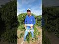 Sequeiro x Irrigado: a diferença que a água faz na lavoura #café #plantas #agro